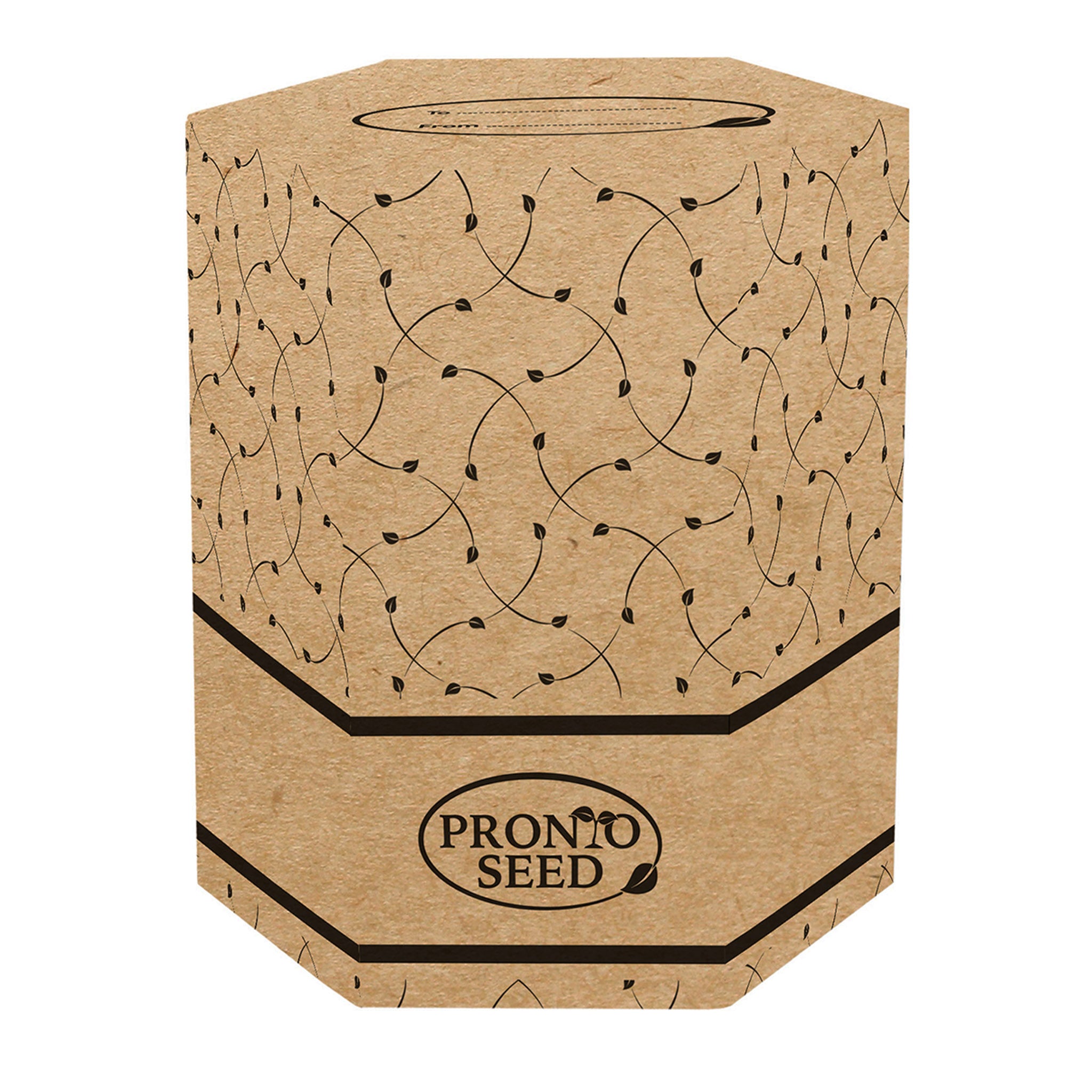 Bonsai Tree Kit - Grow Your Own Jerusalem Pine (Pinus halepensis)