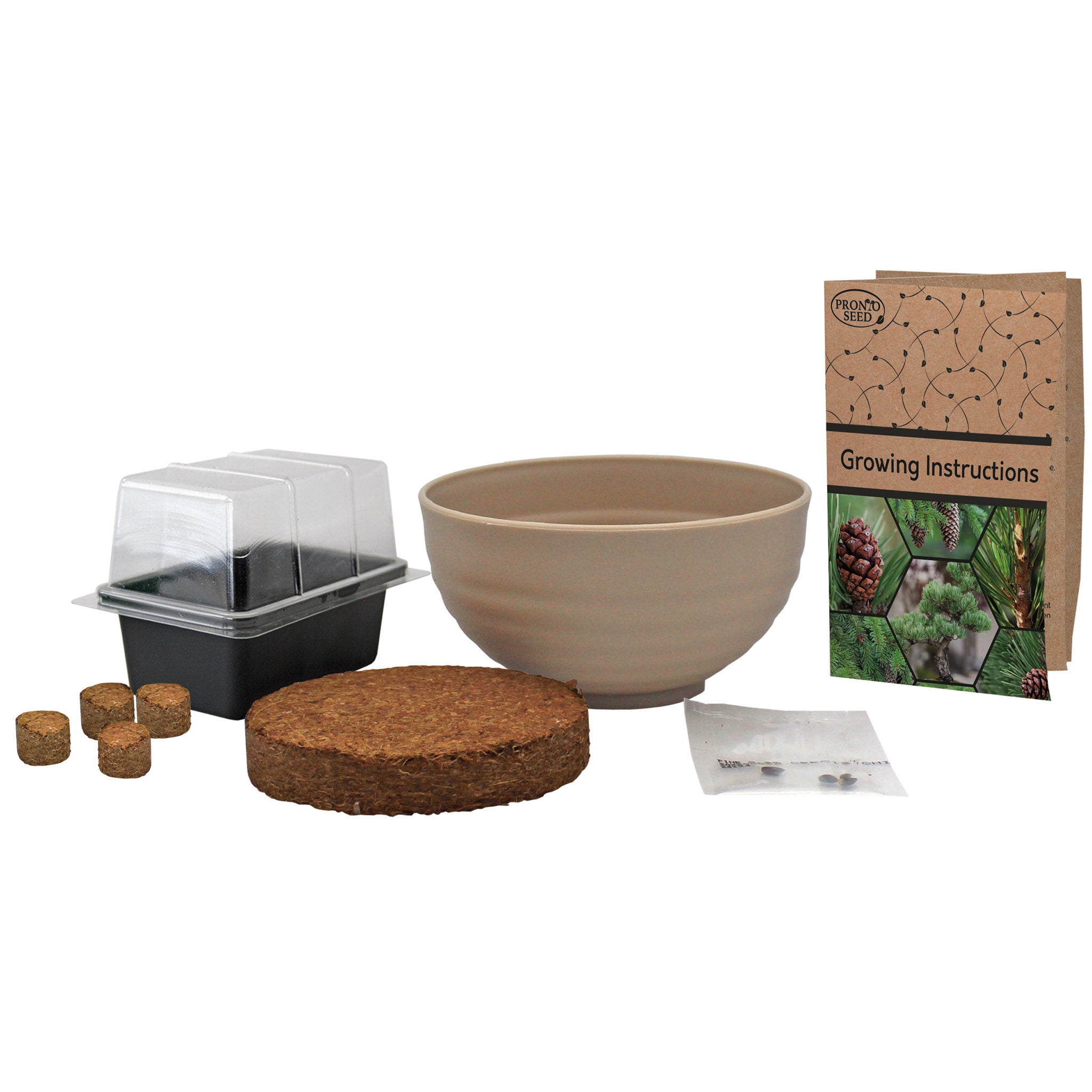 Bonsai Tree Kit - Grow Your Own Jerusalem Pine (Pinus halepensis)