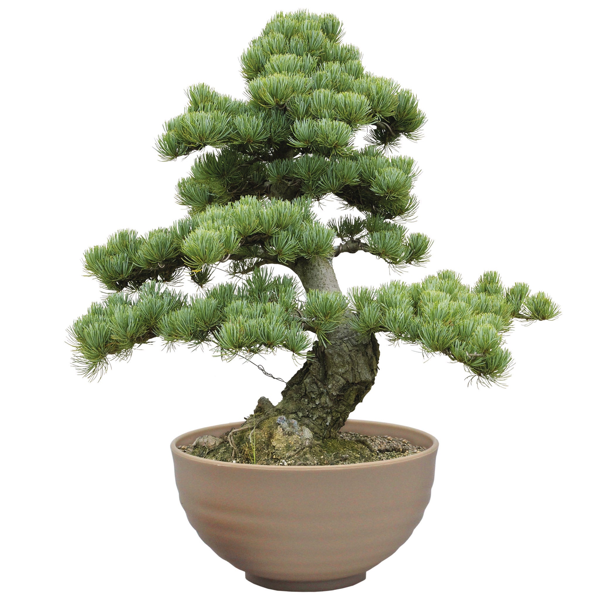 Bonsai Tree Kit - Grow Your Own Jerusalem Pine (Pinus halepensis)