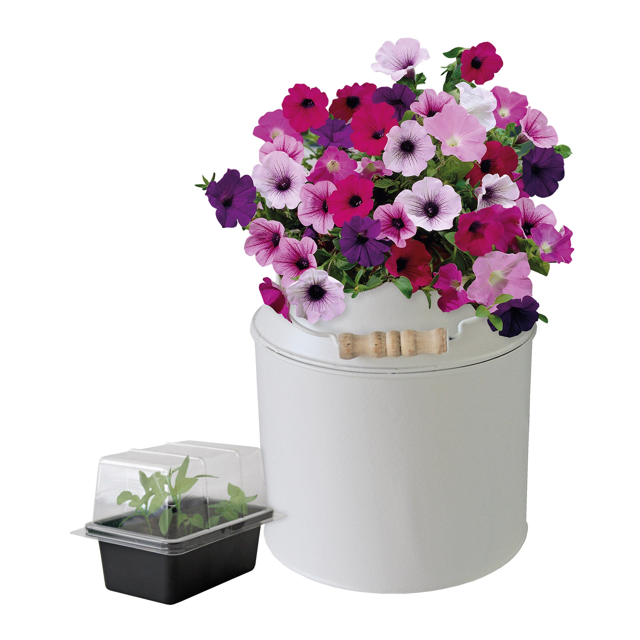 Petunia Grow Kit in Milk Churn – Flower Gift Set