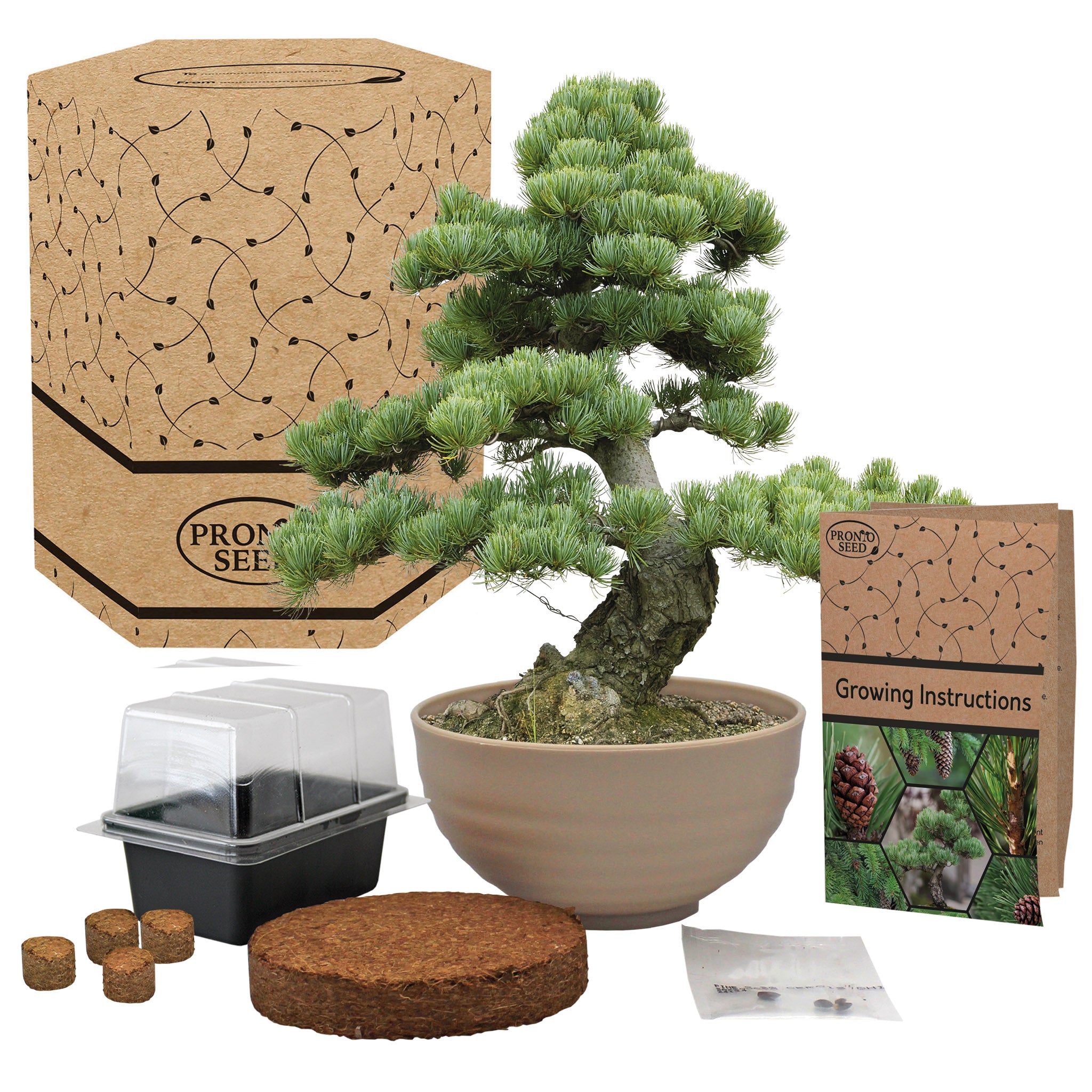 Bonsai Tree Kit - Grow Your Own Jerusalem Pine (Pinus halepensis)
