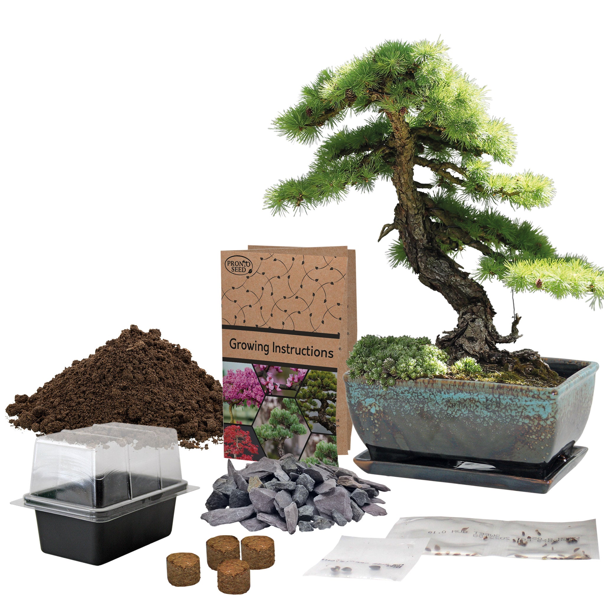 growing bonsai trees from seeds Bonsai Grow Kit with Glazed Planter – Complete Gift Set