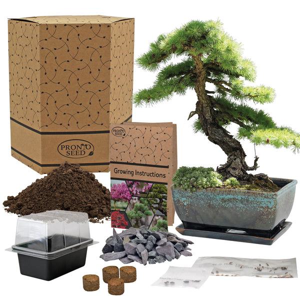 Grow Your Own Bonsai Tree Kit – Redbud, Pine & Sweetgum