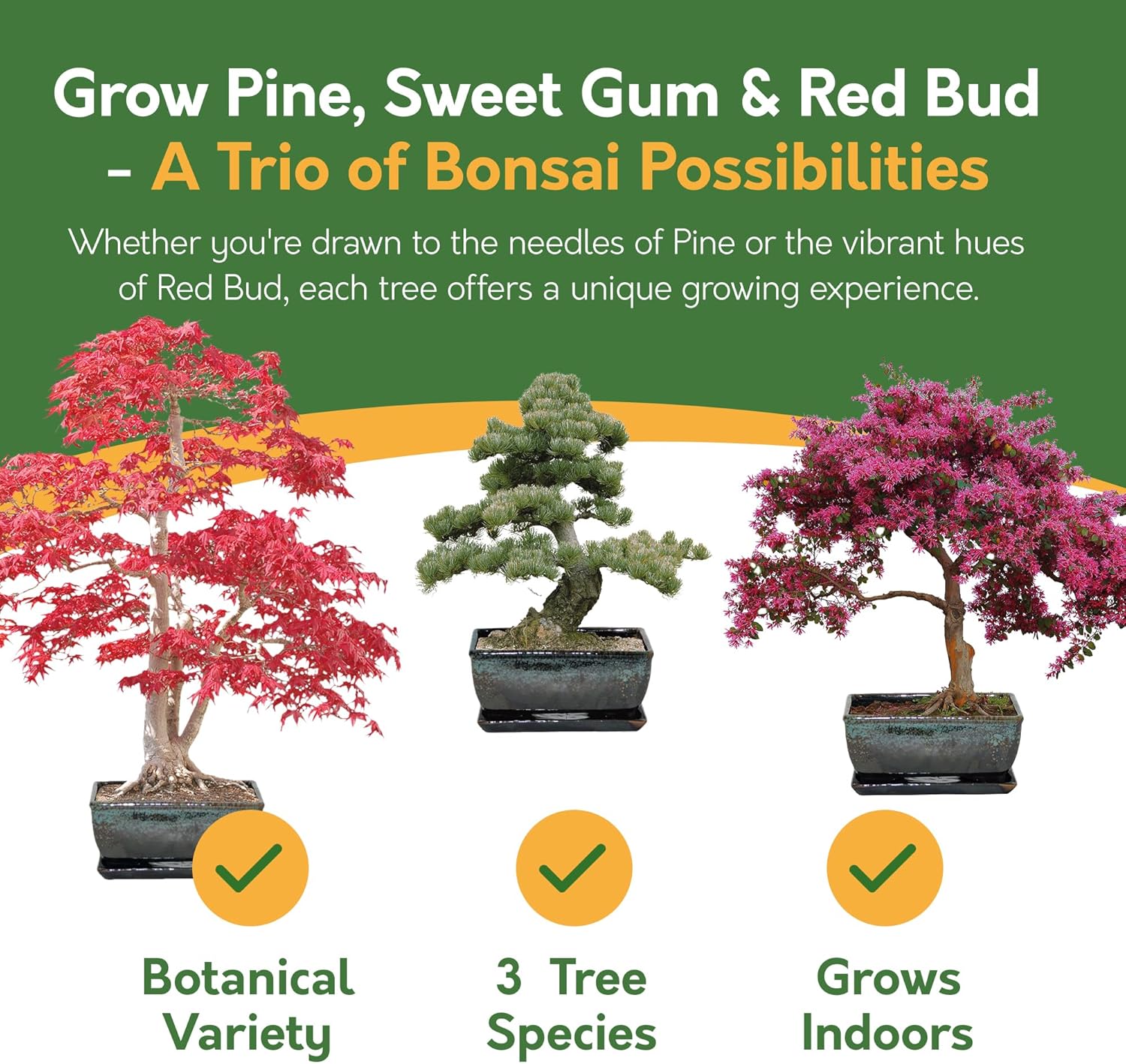 Grow Your Own Bonsai Tree Kit – Redbud, Pine & Sweetgum