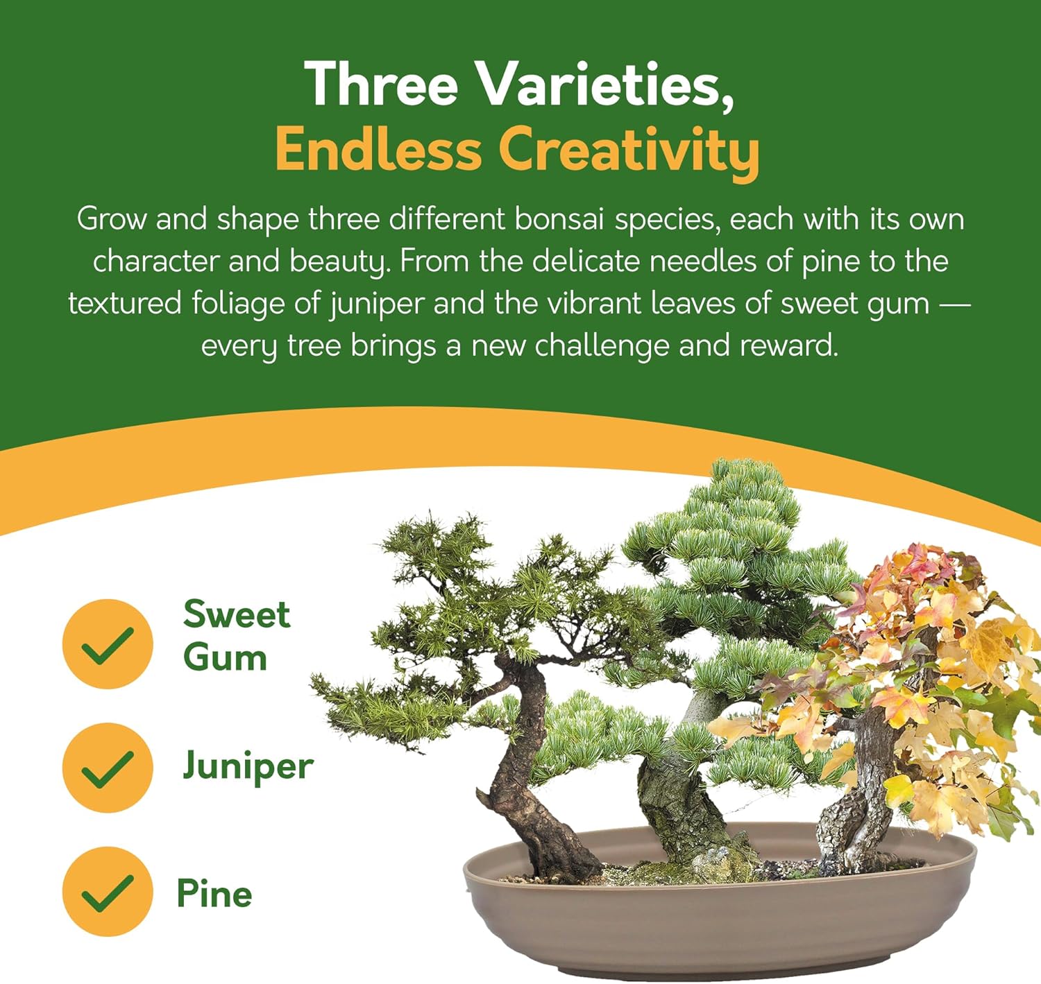 Bonsai Tree Kit – Grow Your Own Sweetgum, Juniper & Pine
