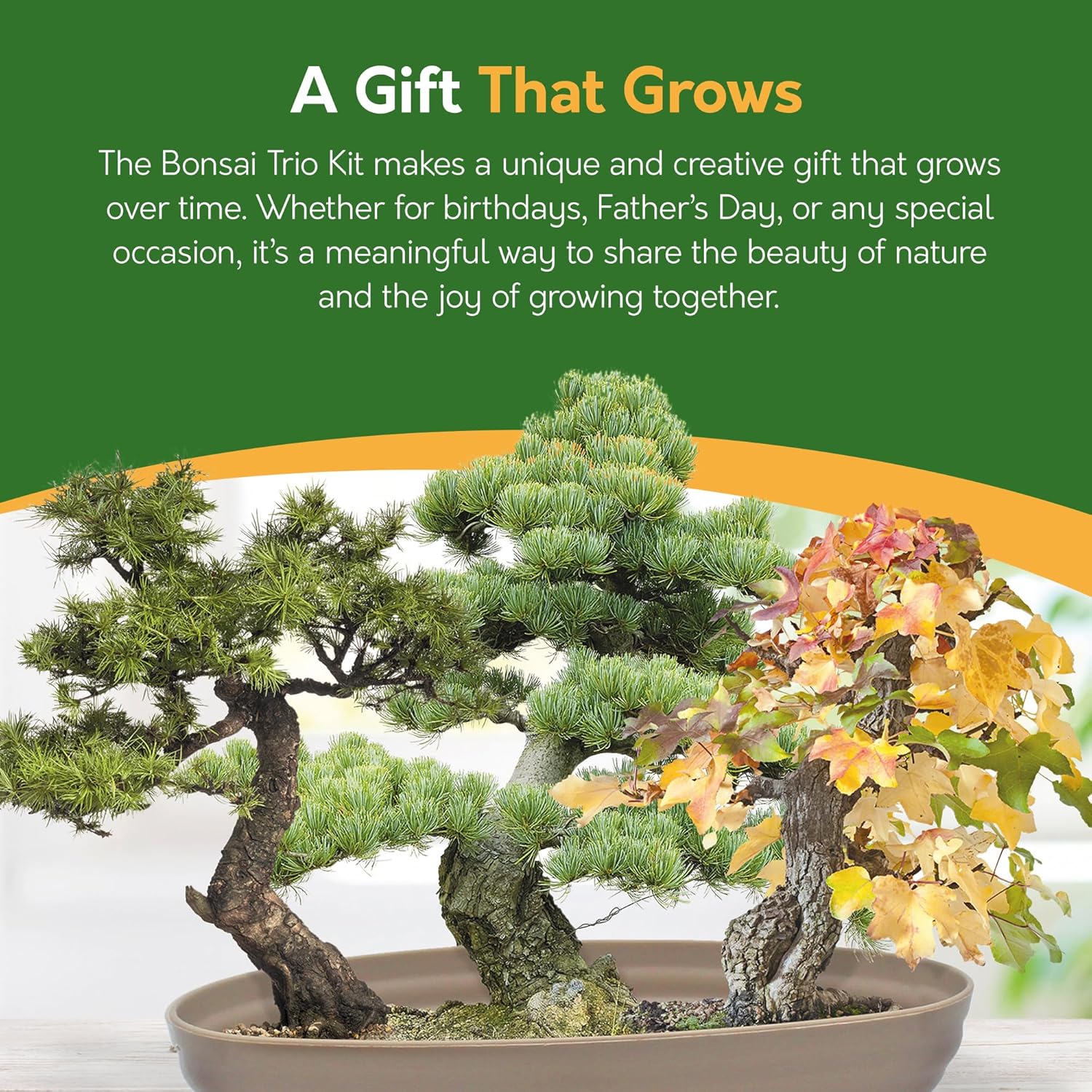 Bonsai Tree Kit – Grow Your Own Sweetgum, Juniper & Pine