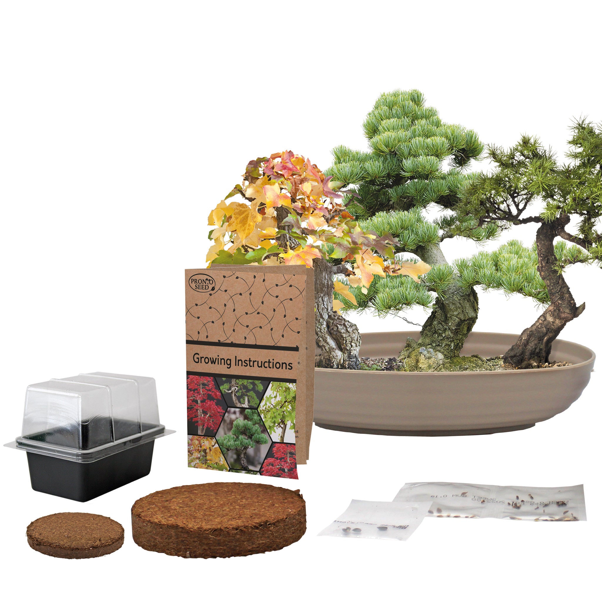 Bonsai Tree Kit – Grow Your Own Sweetgum, Juniper & Pine