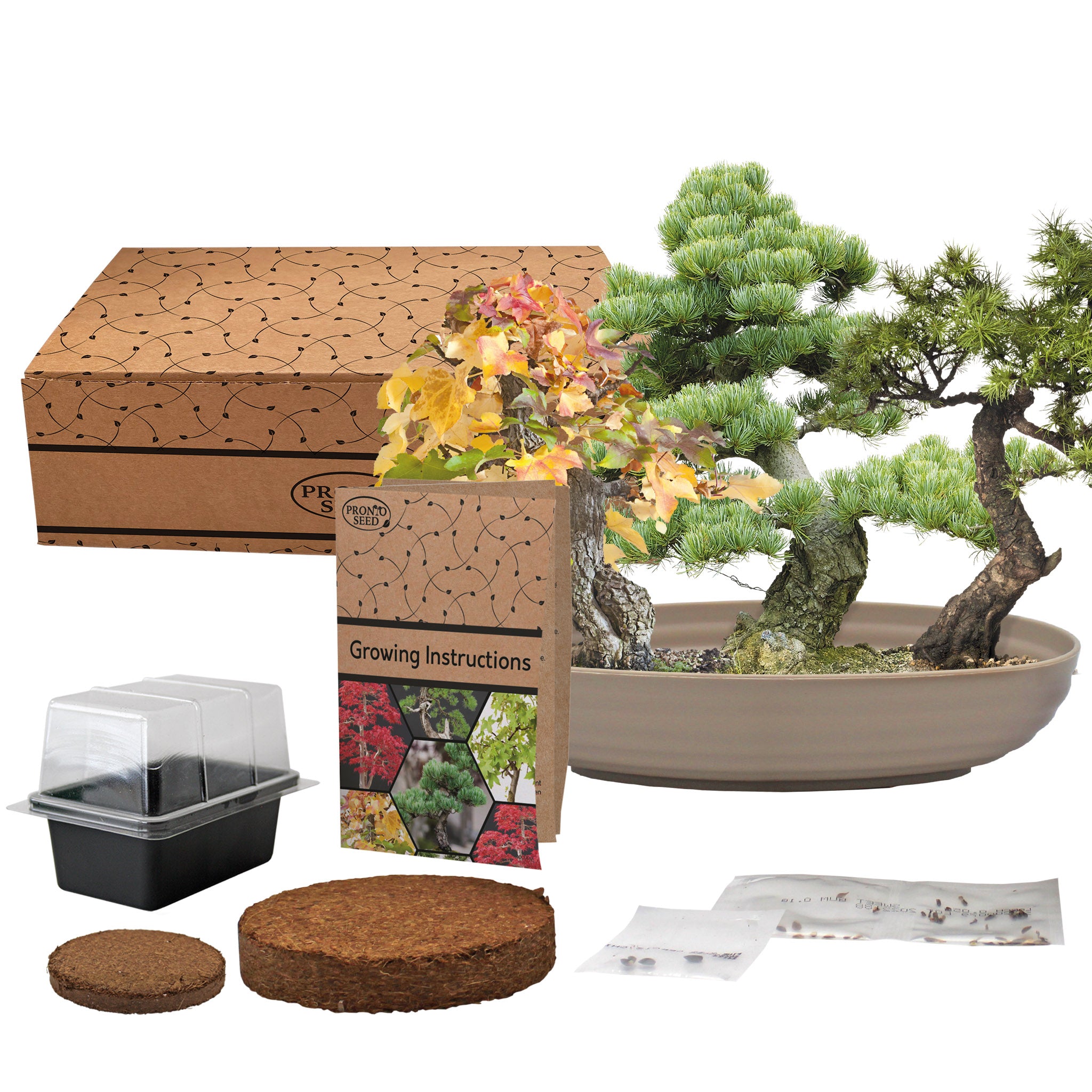 Bonsai Tree Kit – Grow Your Own Sweetgum, Juniper & Pine
