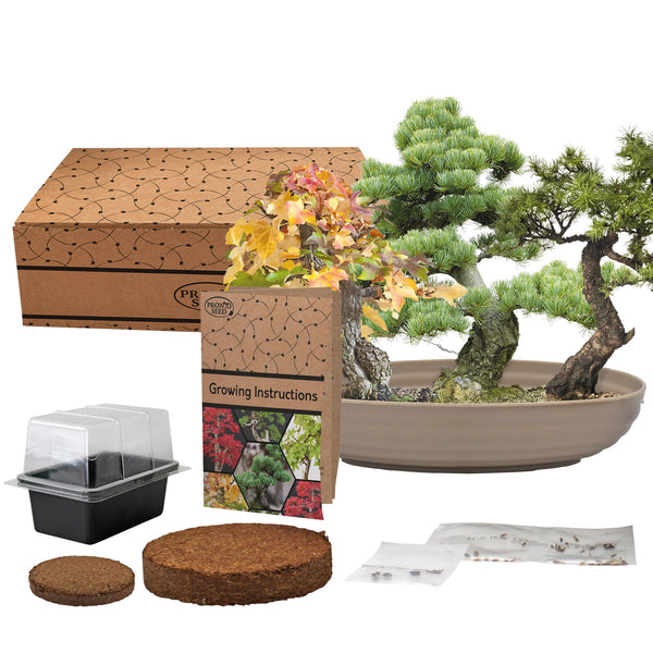 Bonsai Tree Kit – Grow Your Own Sweetgum, Juniper & Pine