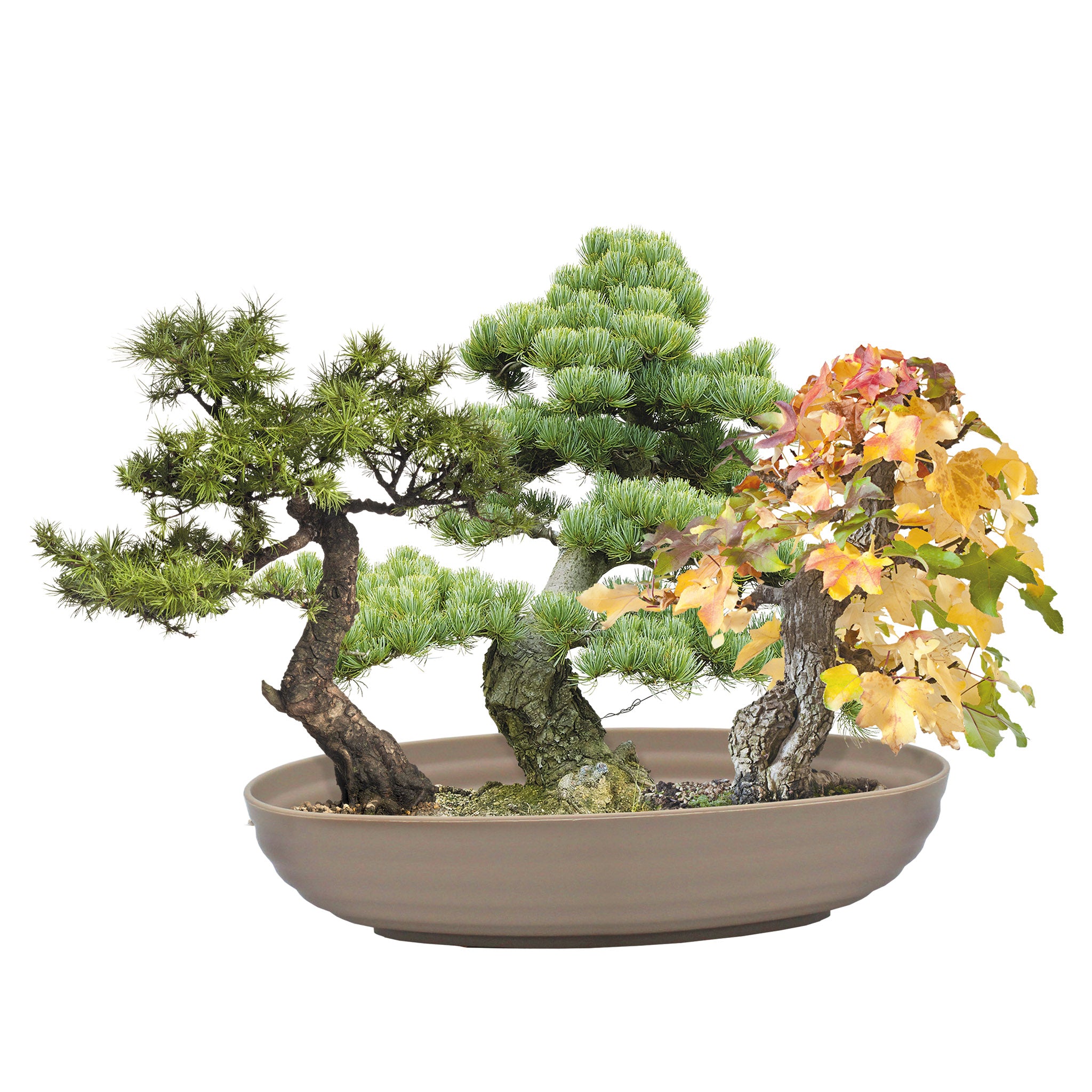 Grow Your Own Bonsai Tree Kit - Sweetgum, Juniper & Pine