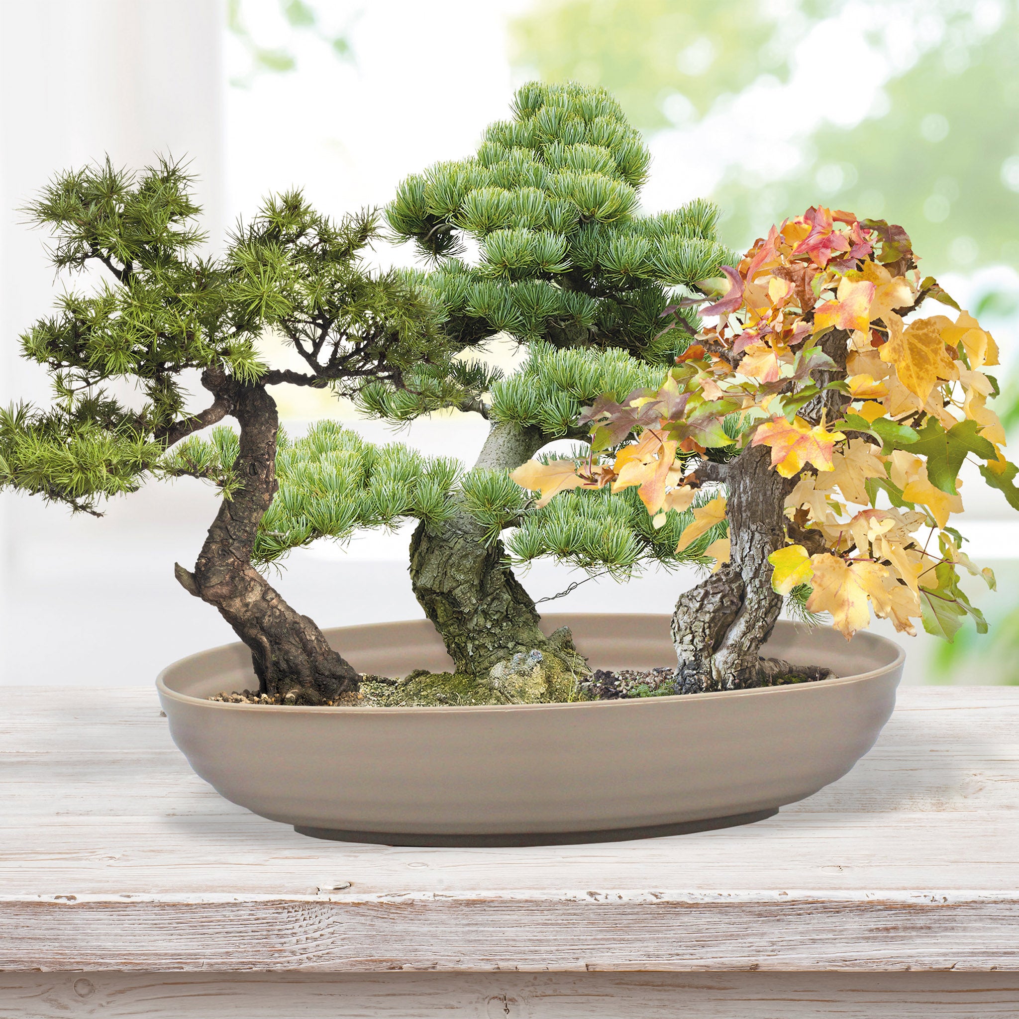 Grow Your Own Bonsai Tree Kit - Sweetgum, Juniper & Pine