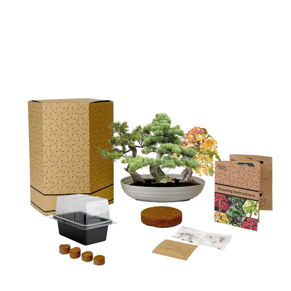 Bonsai Tree Kit – Grow Your Own Sweetgum, Juniper & Pine