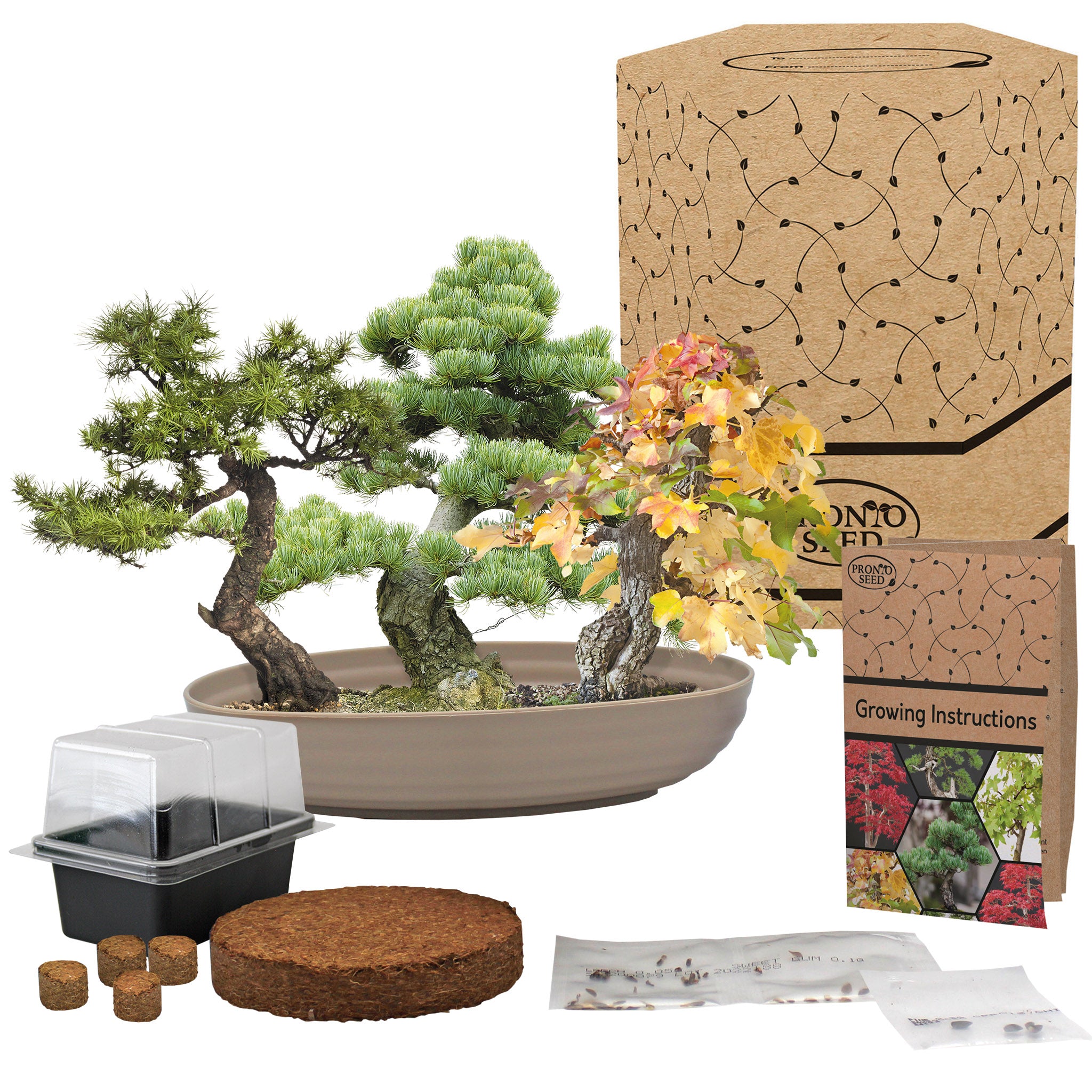 Grow Your Own Bonsai Tree Kit - Sweetgum, Juniper & Pine