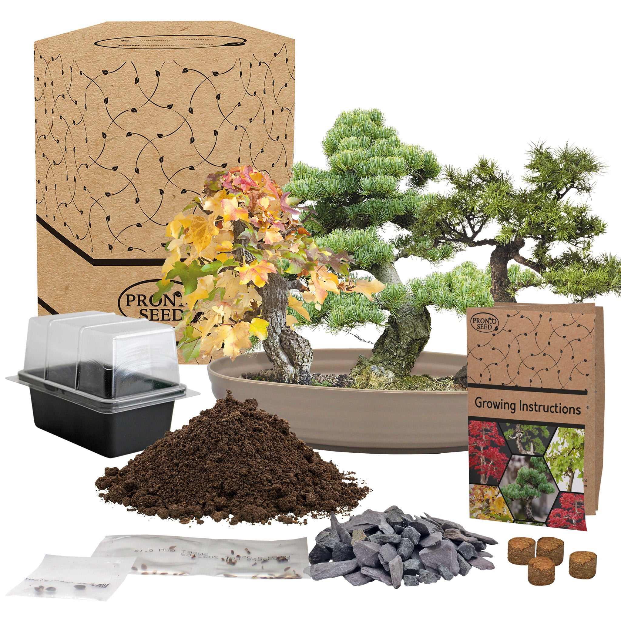 Bonsai Tree Kit – Grow Your Own Sweetgum, Juniper & Pine