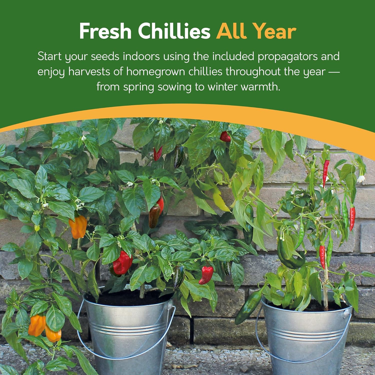 Chilli Grow Kit - 2 Bucket Planters with Anaheim, Cayenne, Jalapeño & Habanero
