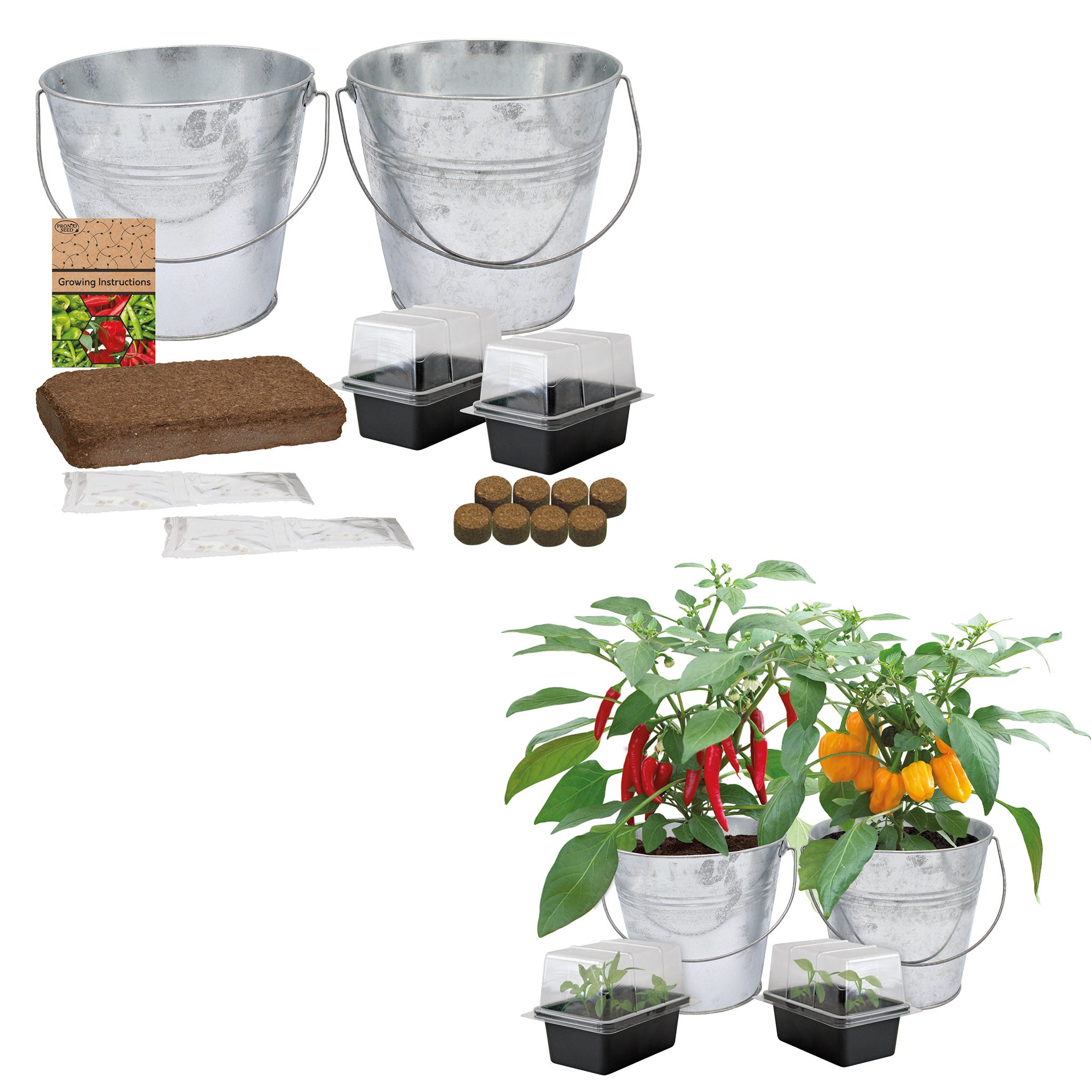 Chilli Grow Kit - 2 Bucket Planters with Anaheim, Cayenne, Jalapeño & Habanero