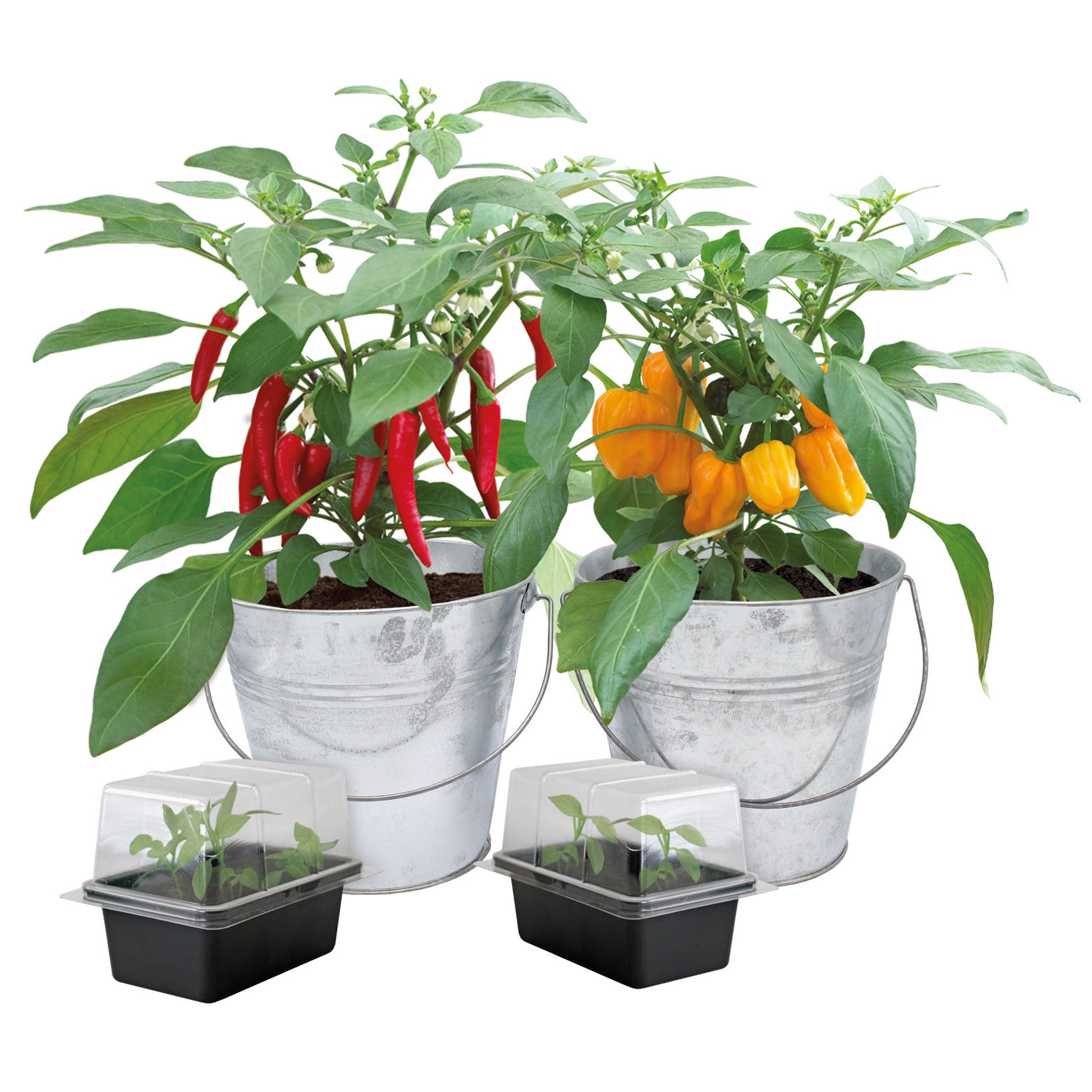 Chilli Grow Kit - 2 Bucket Planters with Anaheim, Cayenne, Jalapeño & Habanero