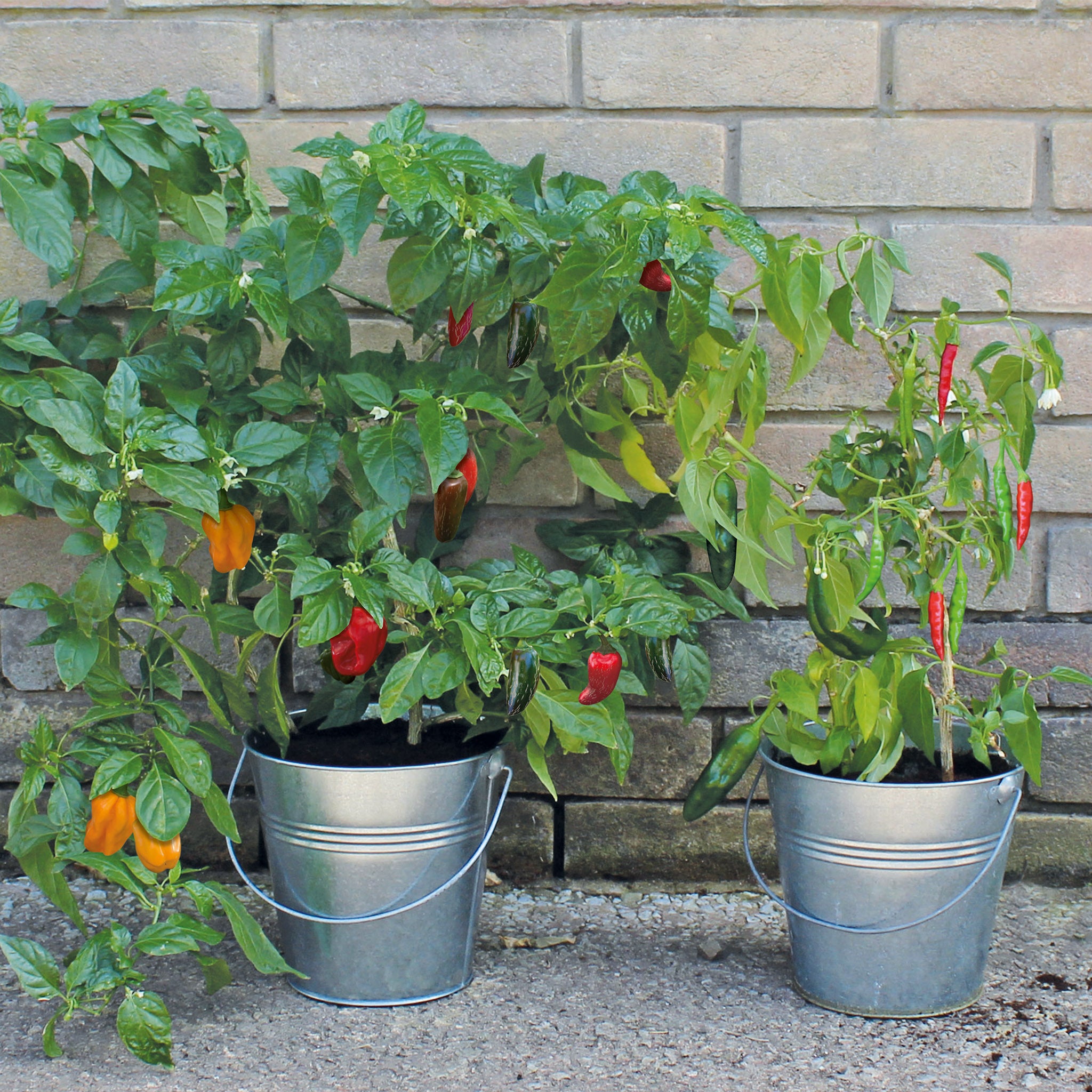 Chilli Grow Kit - 2 Bucket Planters with Anaheim, Cayenne, Jalapeño & Habanero