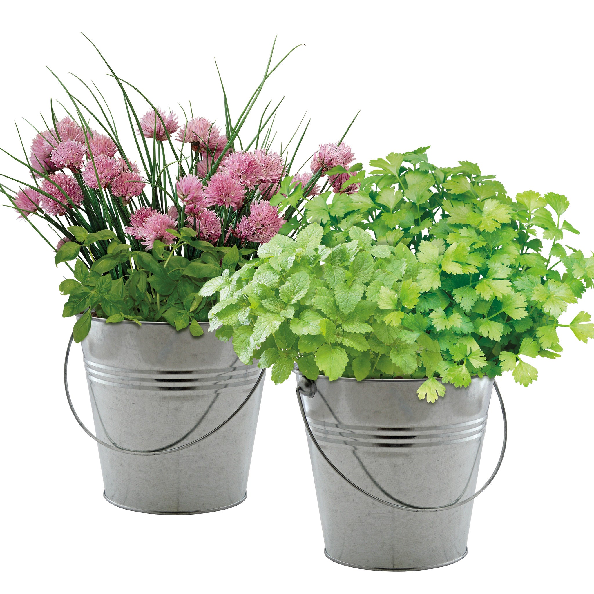 Herb Grow Kit – 2 Bucket Planters with Chives, Basil, Mint & Parsley