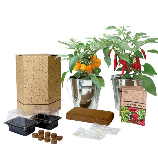 Chilli Grow Kit - 2 Bucket Planters with Anaheim, Cayenne, Jalapeño & Habanero
