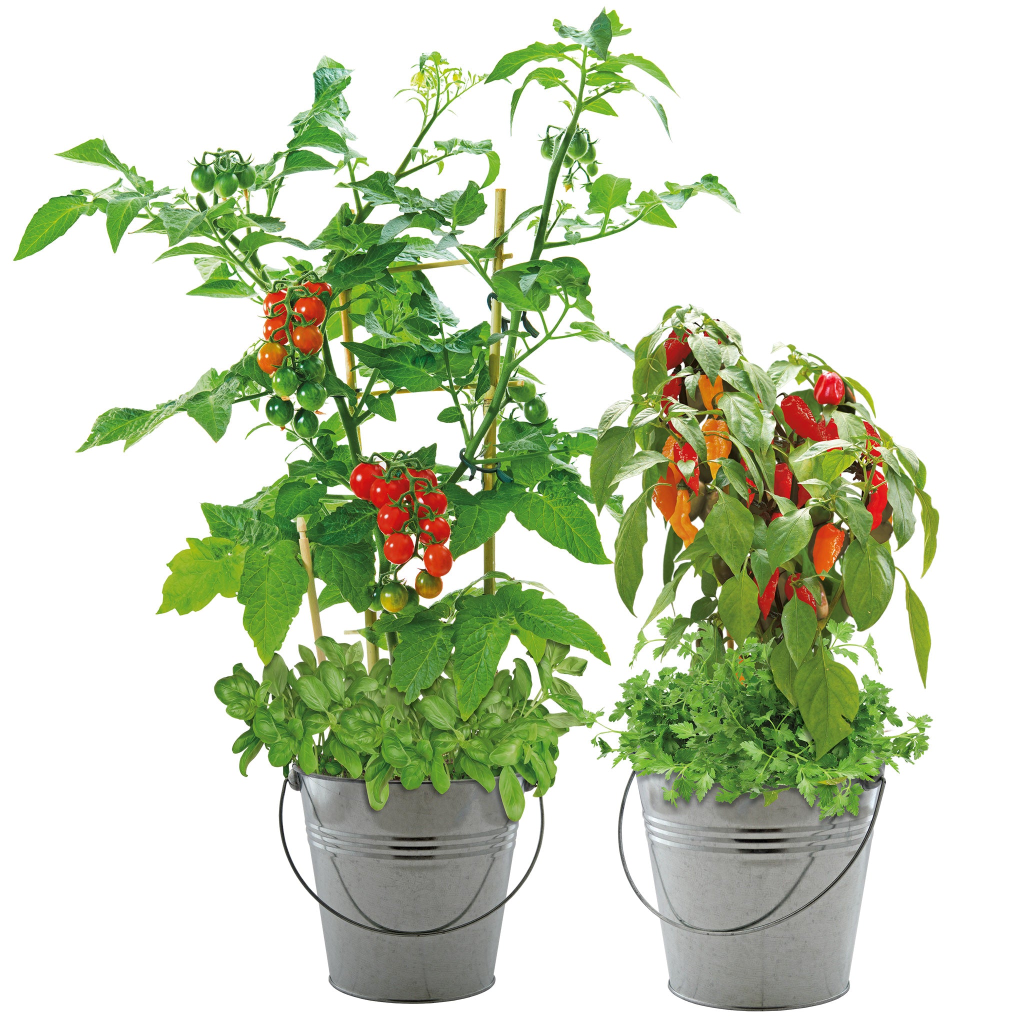 Combo Grow Kit – 2 Bucket Planters with Chilli, Tomato & Herb Seeds