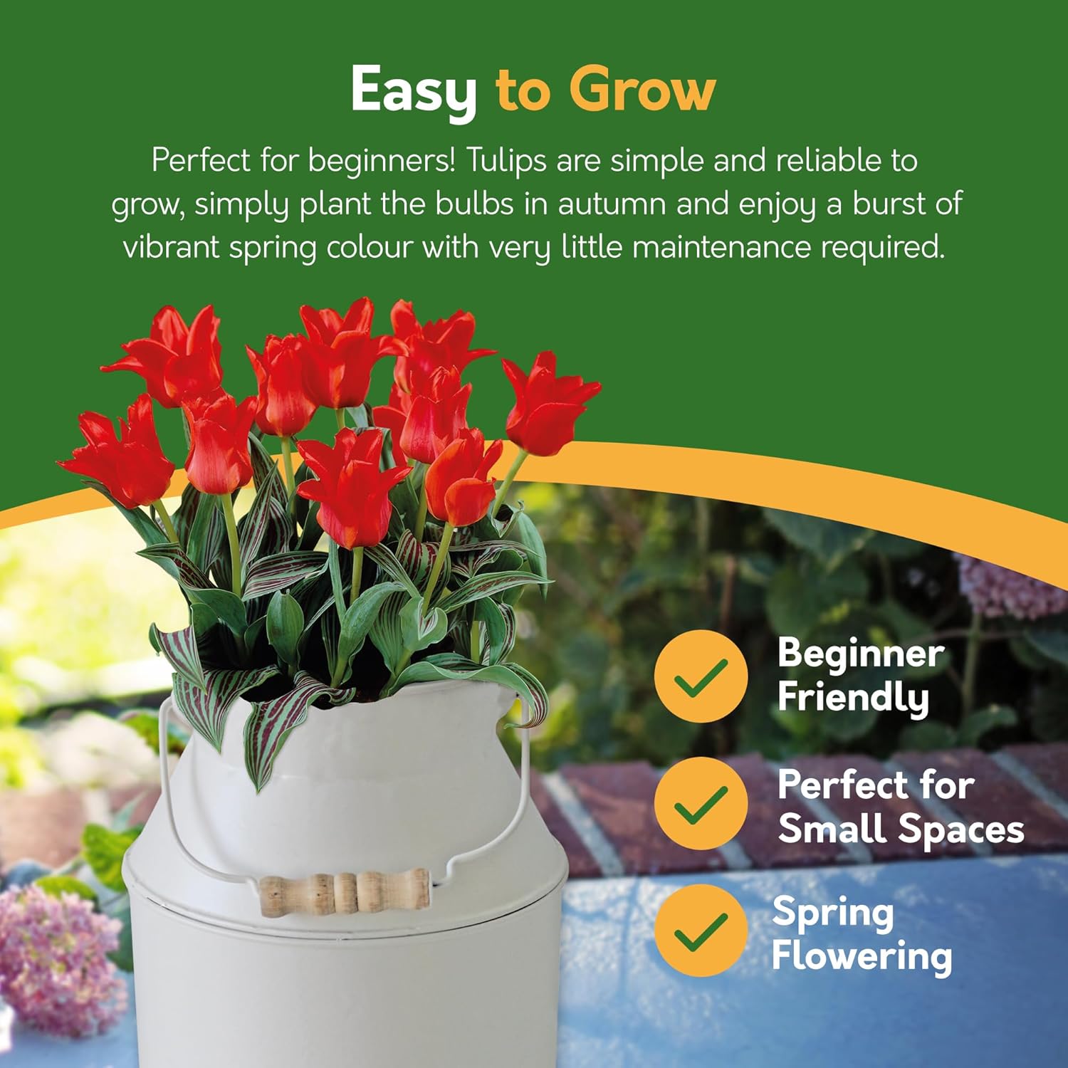 Tulip Red Riding Hood Milkchurn Growing Gift Set