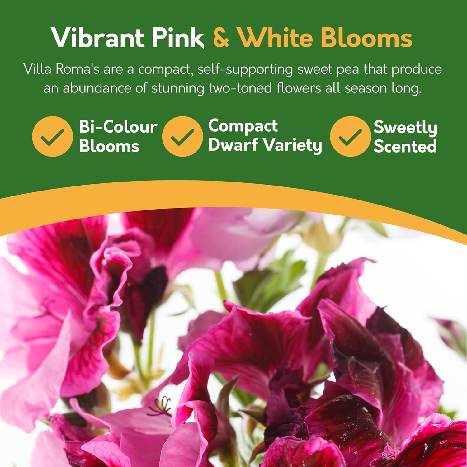 Vibrant pink and white blooms with product features on a green background