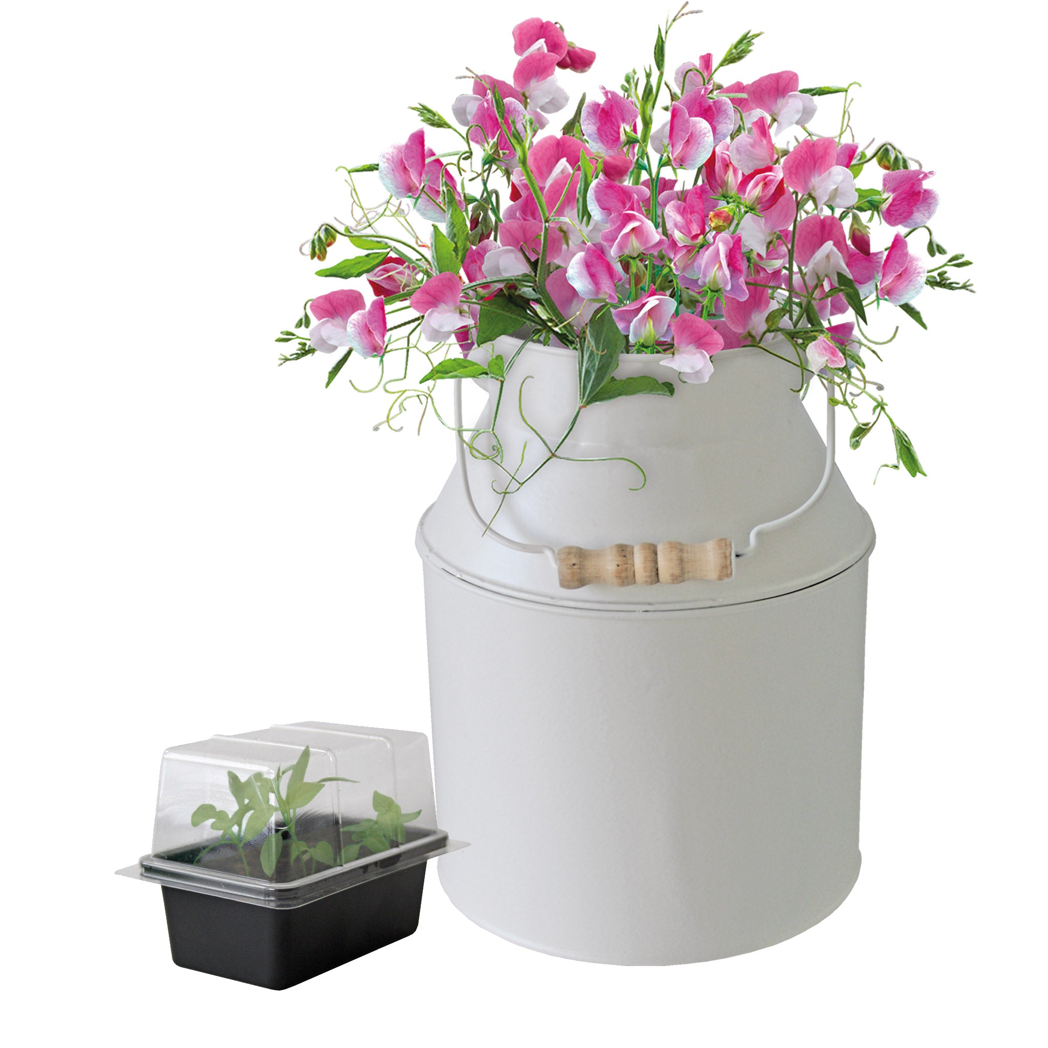 Sweet Pea Grow Kit in Milk Churn – Flower Gift Set