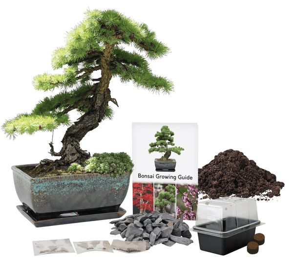 Grow Your Own Bonsai Tree Kit – Redbud, Pine & Sweetgum