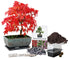 Bonsai Tree Starter Kit with Traditional Glazed Planter