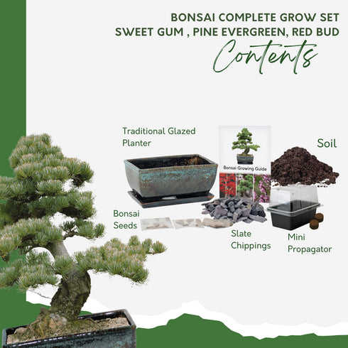 Bonsai Tree Starter Kit with Traditional Glazed Planter
