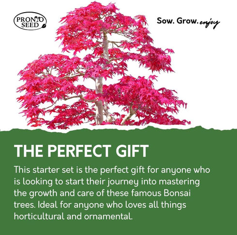 Bonsai Tree Starter Kit with Traditional Glazed Planter