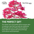 Bonsai Tree Starter Kit with Traditional Glazed Planter