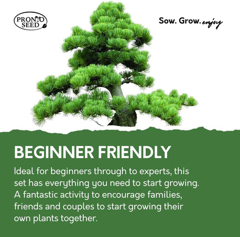 Bonsai Tree Starter Kit with Traditional Glazed Planter