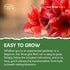 Amaryllis Flower Bulb Growing Gift Set