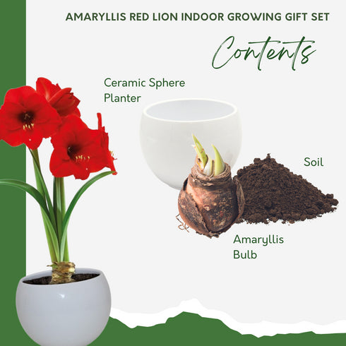 Amaryllis Flower Bulb Growing Gift Set