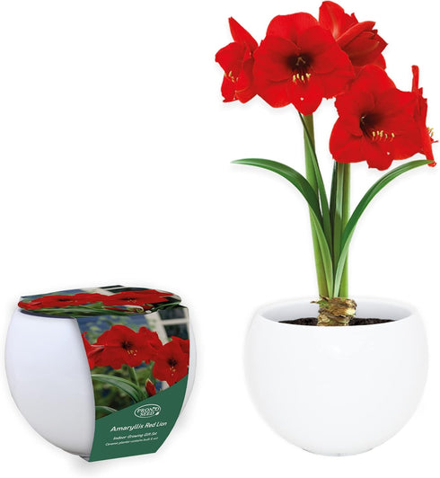 Amaryllis Flower Bulb Growing Gift Set