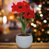 Amaryllis Flower Bulb Growing Gift Set