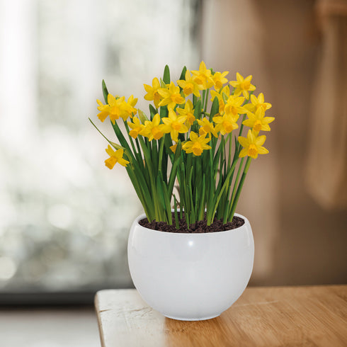 Daffodil Tete-a-Tete Grow Gift With 13cm Basalt Planter