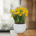 Daffodil Tete-a-Tete Grow Gift With 13cm Basalt Planter