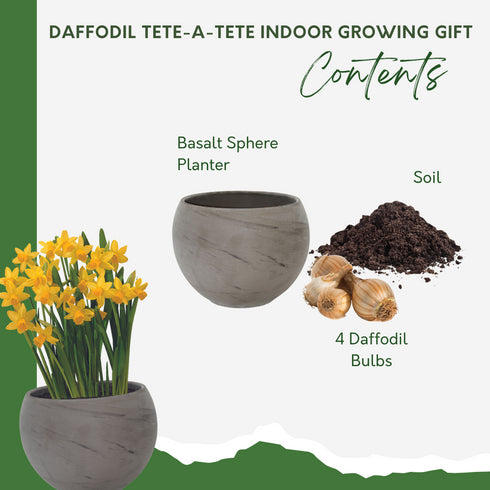 Daffodil Tete-a-Tete Grow Gift With 13cm Basalt Planter – Pronto Seed