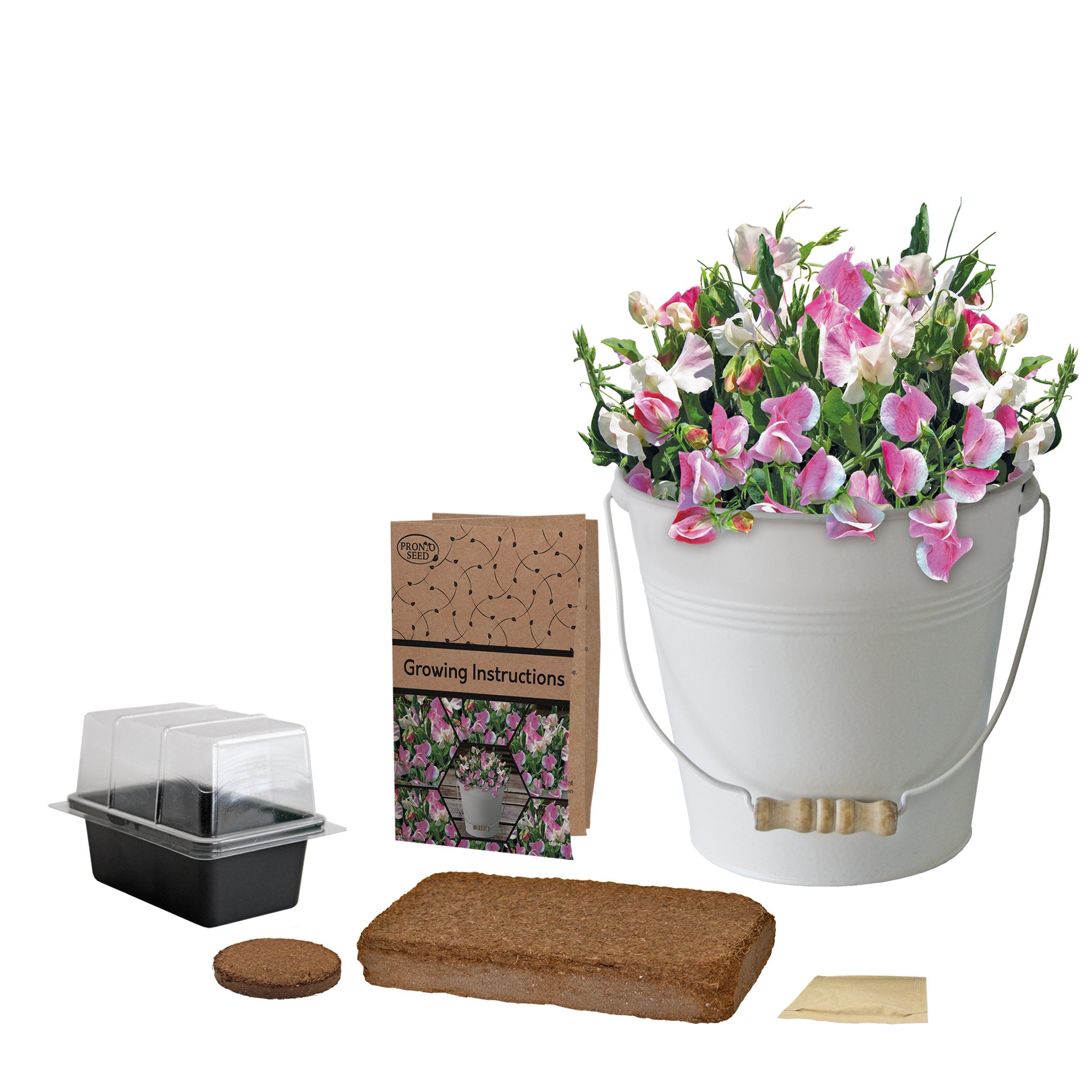 Sweet Pea Grow Kit in Cream Bucket – Flower Gift Set