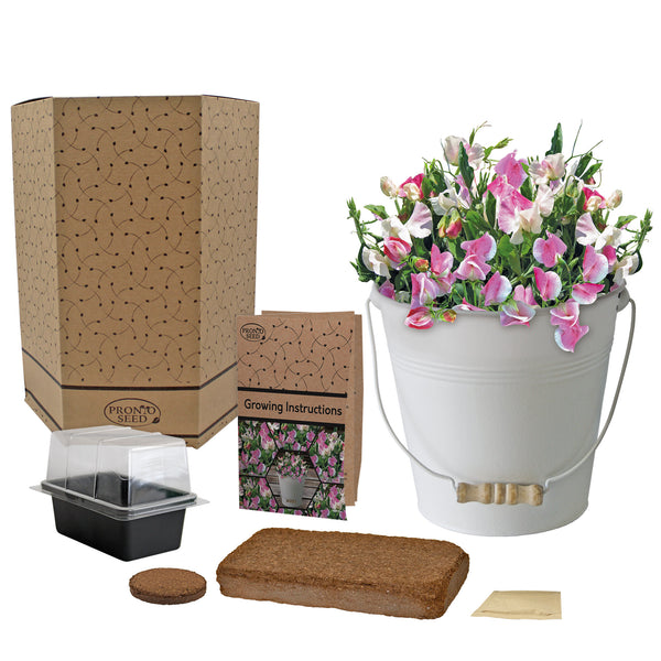Sweet Pea Grow Kit in Cream Bucket – Flower Gift Set