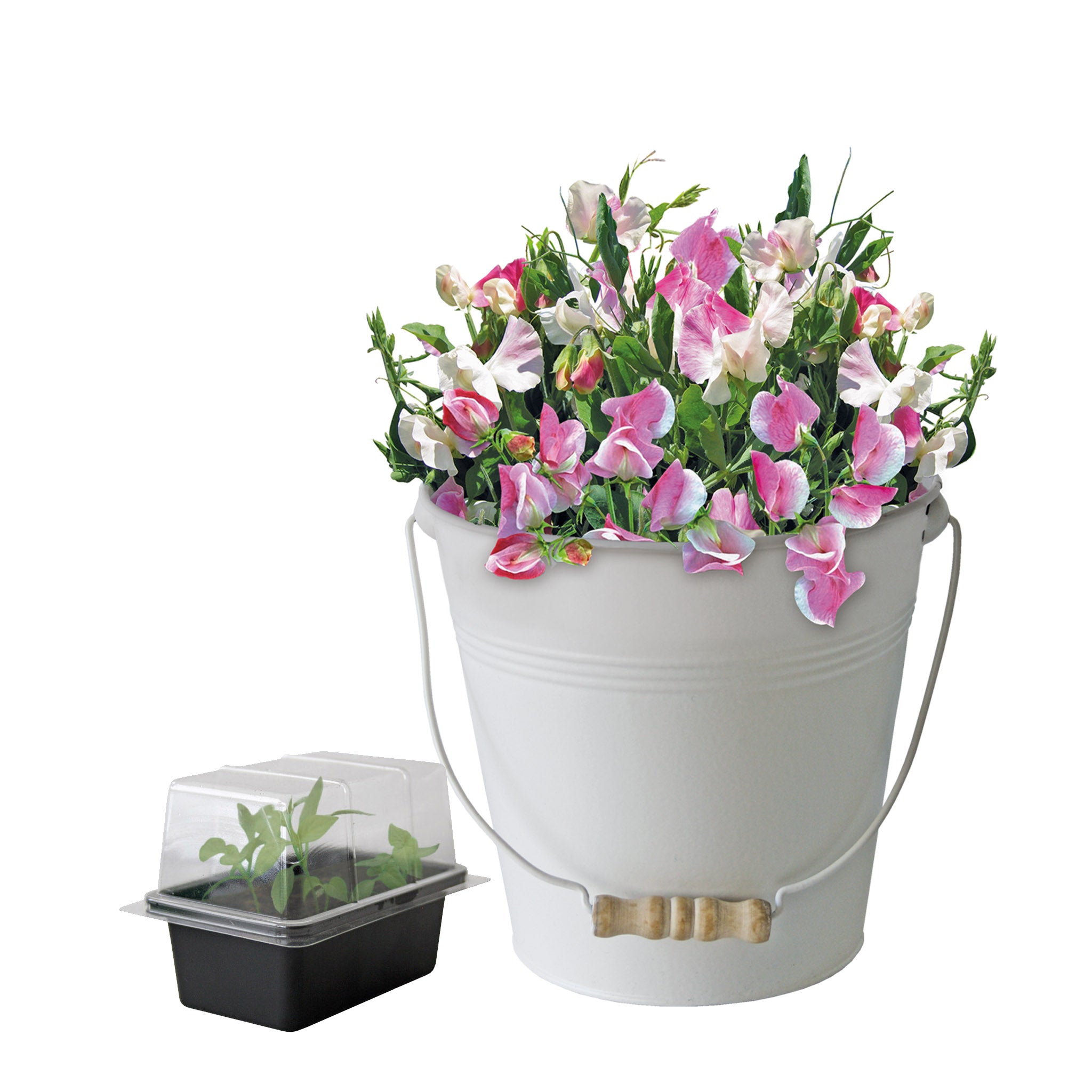 Sweet Pea Grow Kit in Cream Bucket – Flower Gift Set