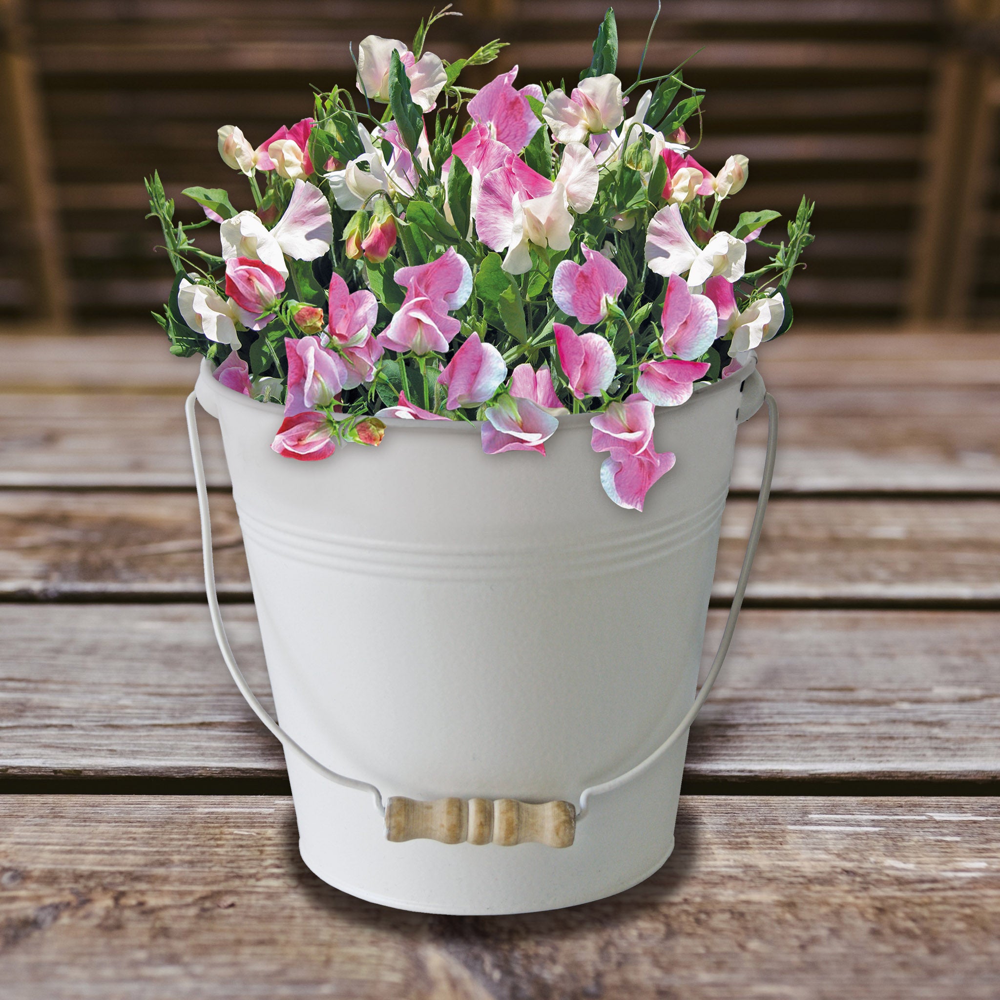 Sweet Pea Grow Kit in Cream Bucket – Flower Gift Set