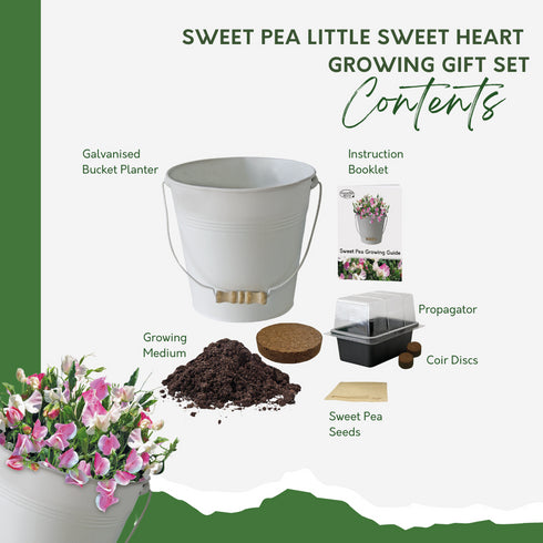 Sweet Pea Cream Bucket Planter Gift Set