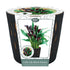 Calla Lilly Indoor Gift Set Anthracite Planter with Gold Insert