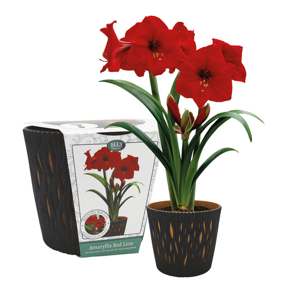 Amaryllis Indoor Grow Set with Anthracite Planter