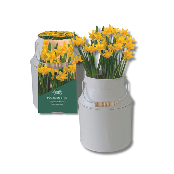 Daffodil Tete-a-Tete Milkchurn Gift Planter Set