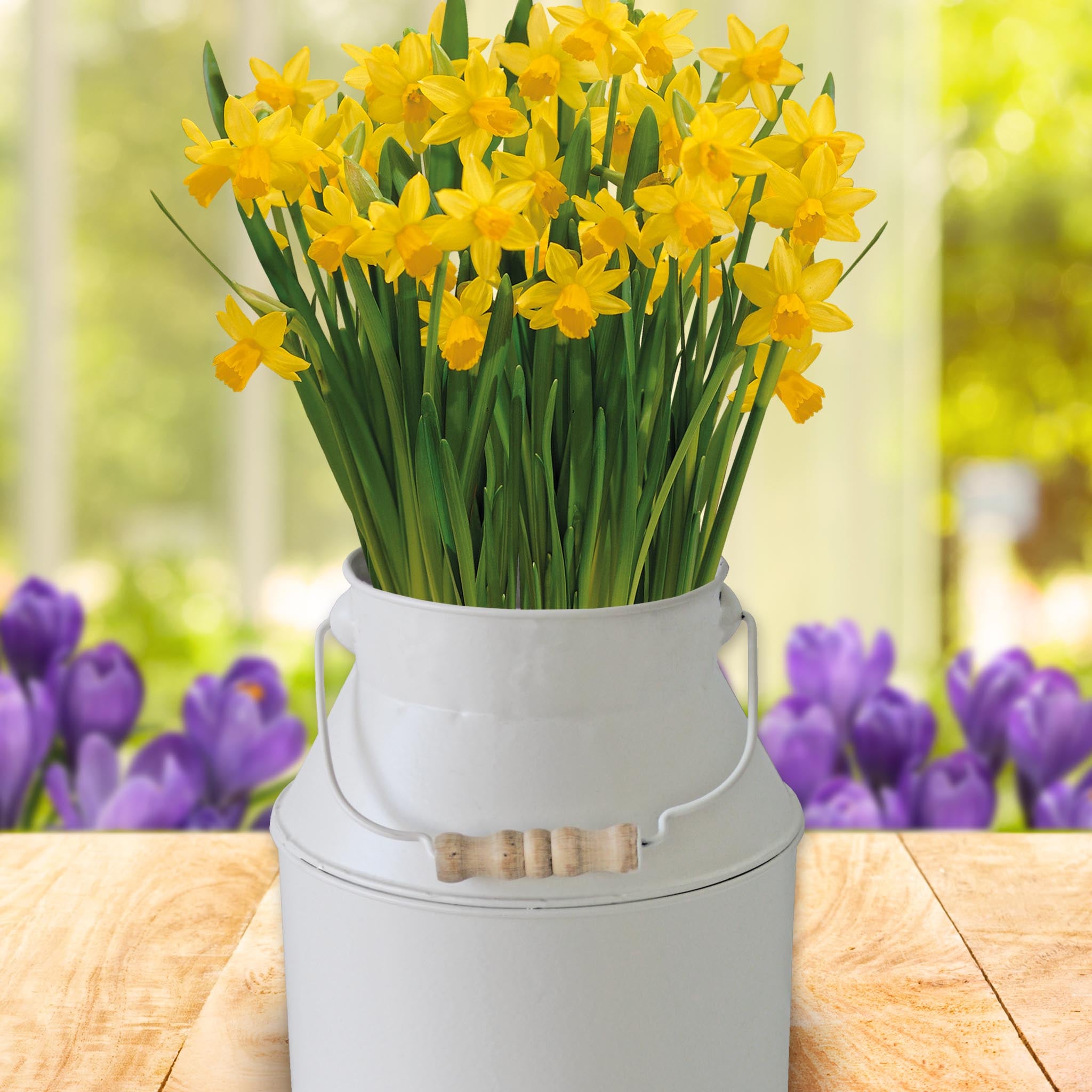 Daffodil Tête-à-Tête Grow Gift - 4 Bulbs in Decorative Milk Churn Planter